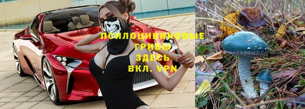 гашик Зеленокумск