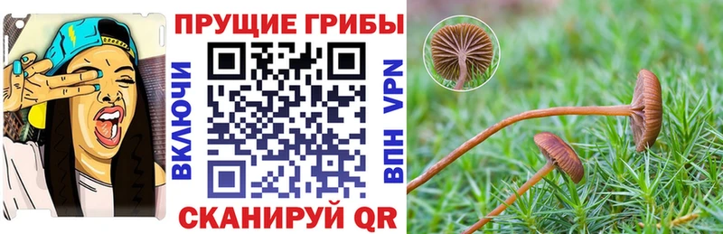Галлюциногенные грибы мицелий  Купить закладки  Зеленоградск 